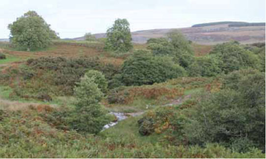 Photo B1.13 Lack of uniformity in scrub