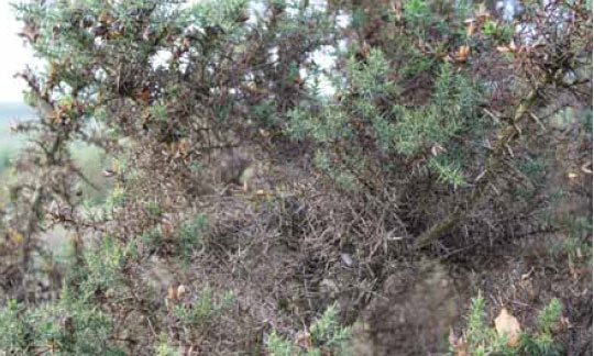 Photo B1.16 Gorse with dead fuels remaining on the plant