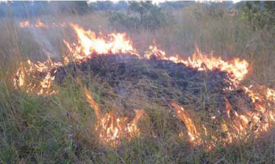 Photo B5.1 A fire in relative equilibrium