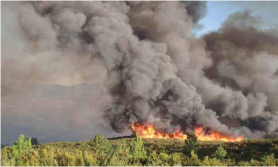 Photo B5.3 Showing a well-developed head fire. Note the flame angle/length etc