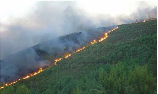 Photo B5.4 A flank part of a fire