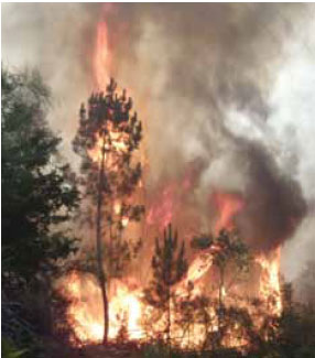 Photo B5.10 Showing a fire moving through the vertical fuel arrangement and demonstrating torching behaviour