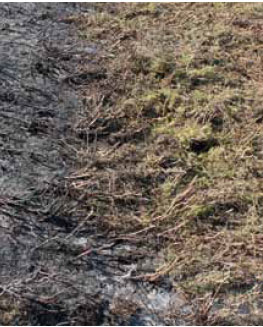 Photos B8.6 and B8.7 Showing a control line being cut into heather and subsequently how successful this was in containing fire spread