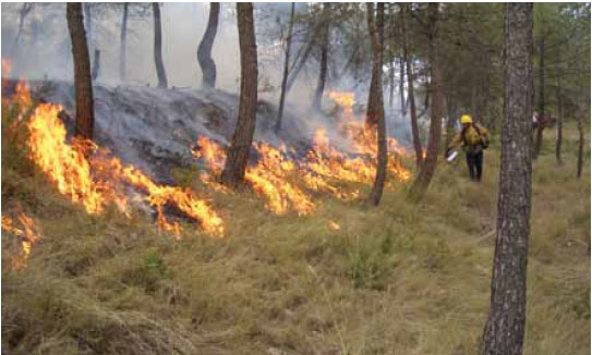 Photo B8.12 A burn out operation in progress to remove surface fuels from a wooded area