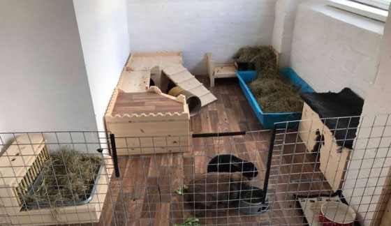 Rabbit area inside a house