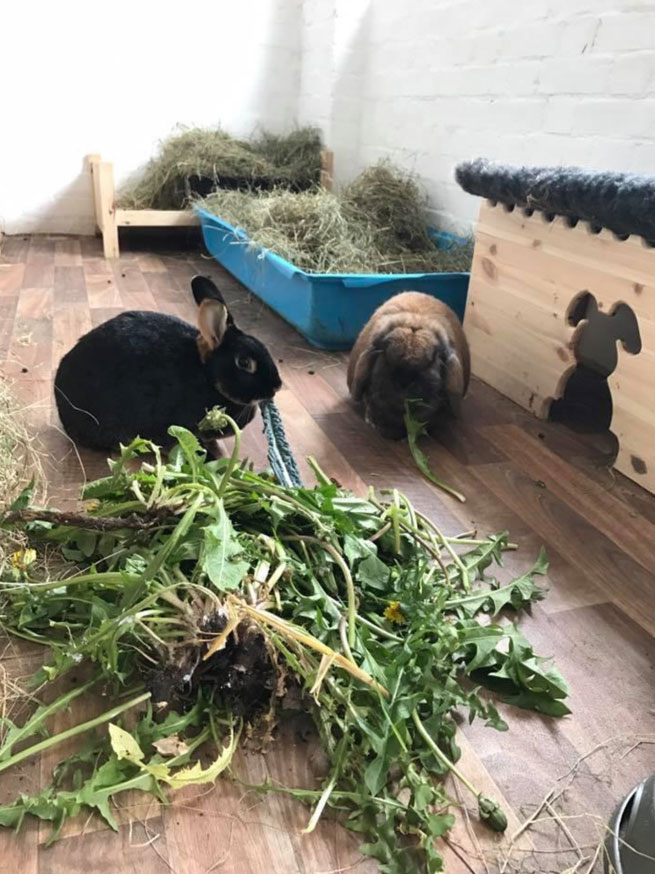 rabbits eating
