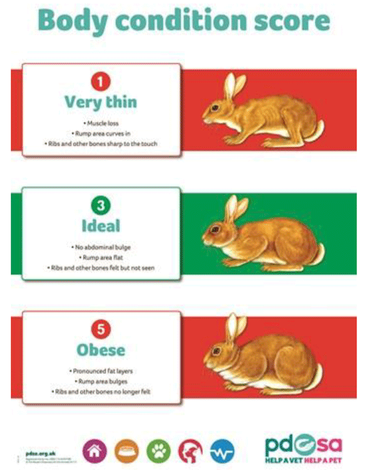 Rabbit body condition chart