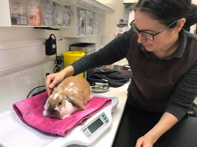 Rabbit at the vets Rabbit at the vets