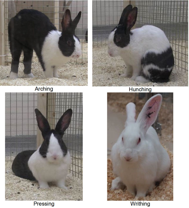 pictures showing some of the ways your rabbits might behave if they are in pain pictures showing some of the ways your rabbits might behave if they are in pain