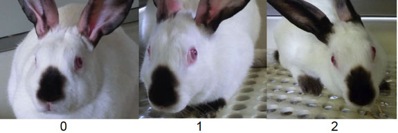 Image showing various examples of Cheek Flattening Image showing various examples of Cheek Flattening