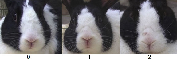 Image showing various examples of change in nostril shape Image showing various examples of change in nostril shape