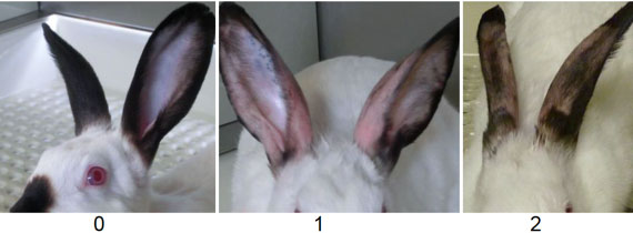 Image showing various examples of change in Ear shape/position Image showing various examples of change in Ear shape/position