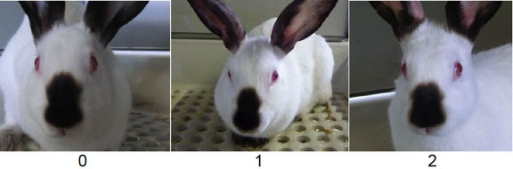Image showing various examples of change in whiskers Image showing various examples of change in whiskers