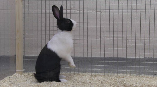 A rabbit A rabbit