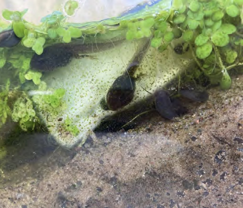 A tadpole and some pond weed.