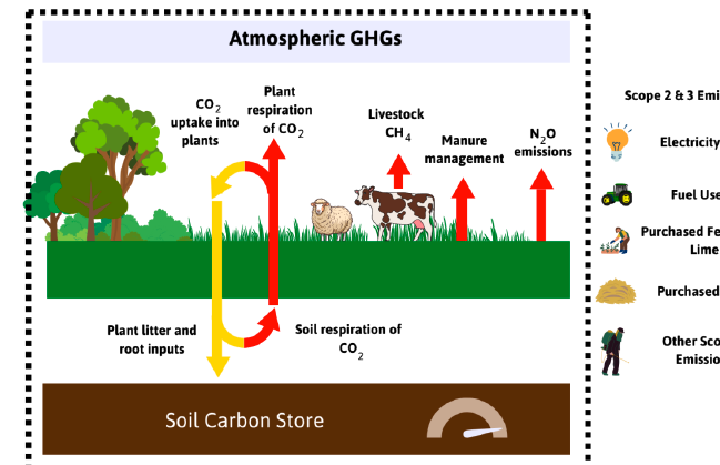 The image illustrates the main greenhouse gas uptakes and emissions in a farm setting. Underpinning these GHG flows is a complex web of connections between the arrows, with subtle changes in one having knock on effects on many others. For example, plants pull Carbon Dioxide out of the atmosphere. The carbon in that Carbon Dioxide can either enter the soil when the plant dies and breaks down, or cycle through livestock as they graze, returning to the atmosphere as Methane, or into the soil as manure. 
