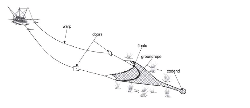 Schematic representation of the towed fishing gear of a typical benthic ...