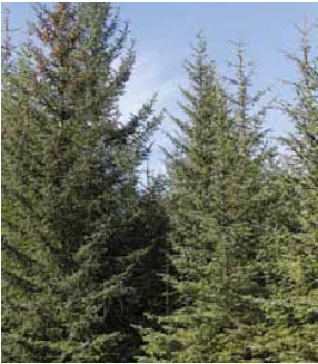  Photo B1.2 Conifer trees consisting of fine (needles) and coarse fuel (trunk and branches) in contact with surface fuels