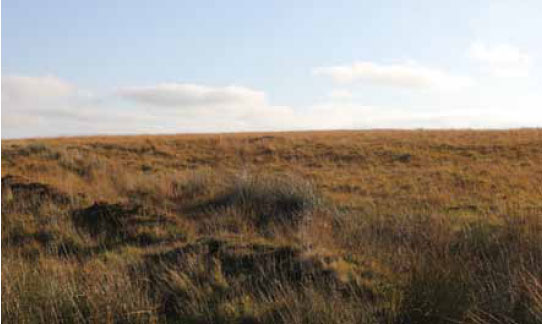 Photo B1.6 An area of grassland