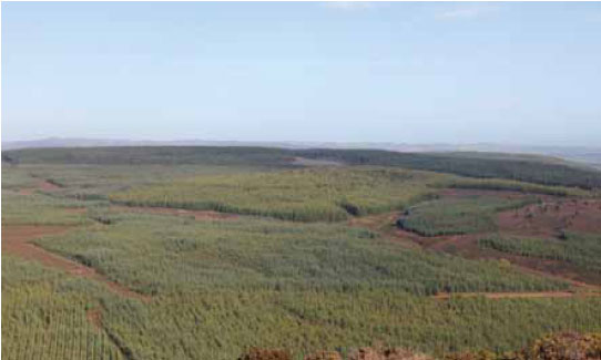  Photo B1.9 An example of planted coniferous woodland which contains huge quantities of fine fuels