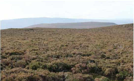  Photo B1.12 A large area of heather moorland