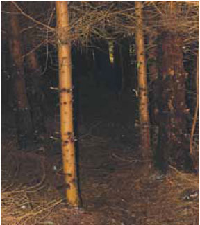 Photo B1.15 Photo of dead surface fuels; note there is a lack of growth both on the lower branches of the trees and on the ground, this is due to little light being able to penetrate through the canopy of the woodland