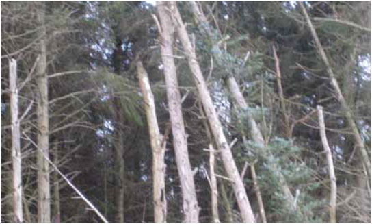 Photo B10.11 Showing unstable conifers being supported by neighbouring trees. In the event of a fire affecting the stability and integrity of the supporting trees, a collapse may occur without warning – hence the nickname ‘widow makers’