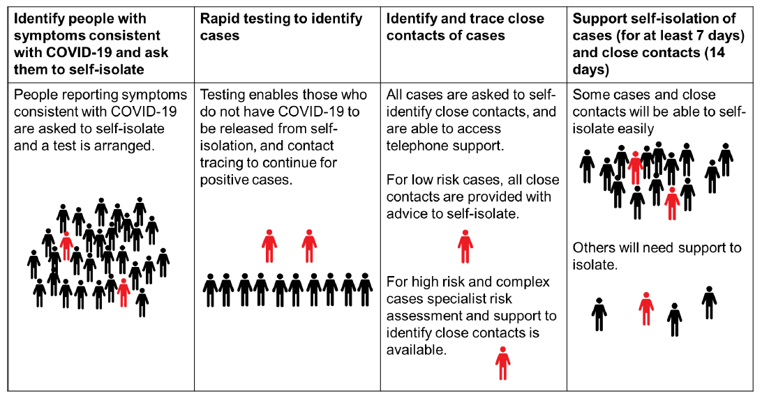 Graphic describing contact tracing for COVID-19. 1: identify people with symptoms consistent with COVID-19 and ask them to self-isolate.  2: Rapid testing to identify cases.  3: Identify and trace close contacts of cases. 4: Support self-isolation of cases (for at least 7 days) and close contacts (14 days).