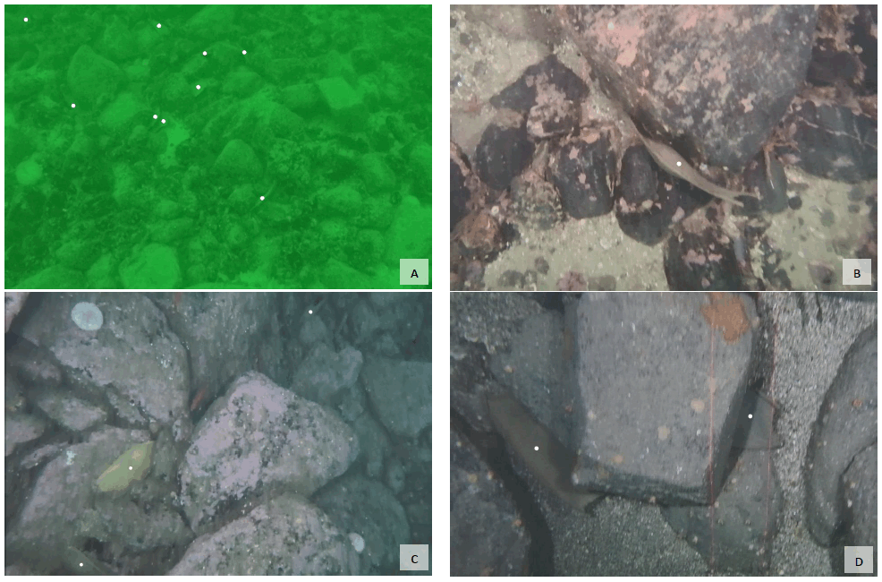 This figure shows four images of flapper skate eggs in crevices amongst boulders on the seabed.