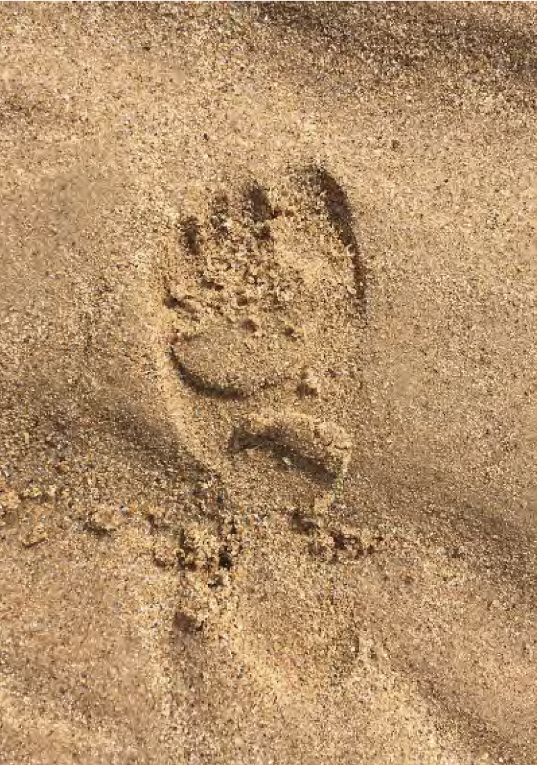 Child's footstep in the sand