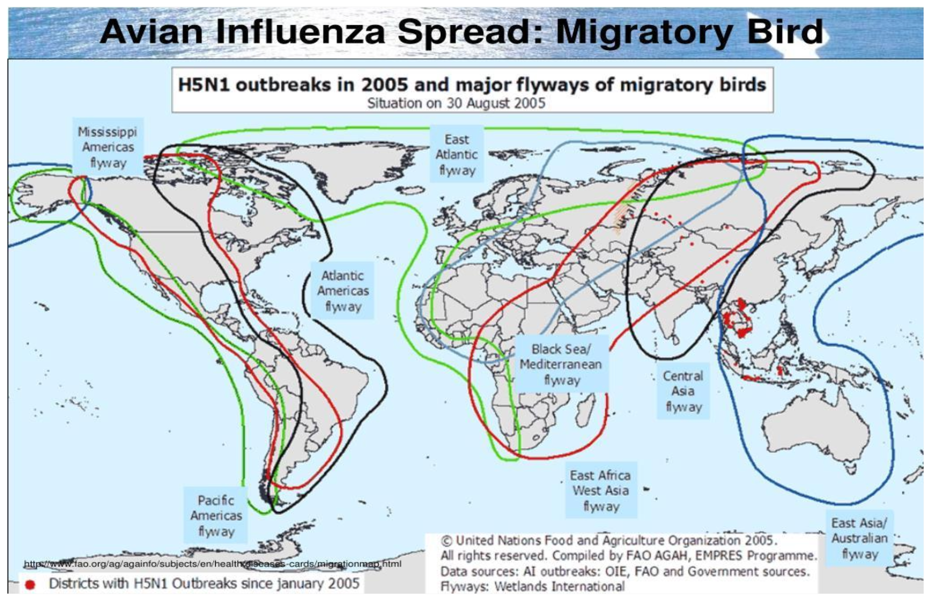 H5N1 outbreaks in 2005 and major flyways of migratory birds.