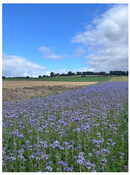 Image 4 – environmental management crop mix with phacelia