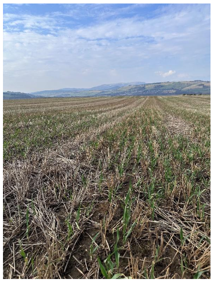Image 5 – catch crop sown post harvest to provide winter cover