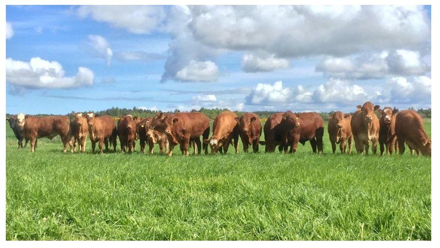 Image 6 – landscape of beef cattle grazing on grassland
