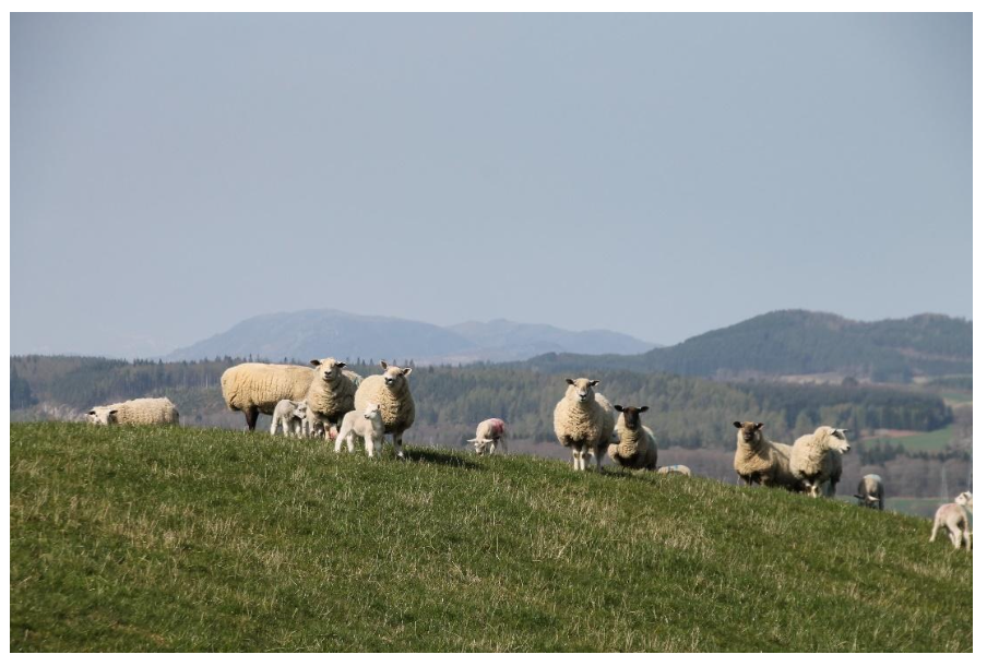 Image 6 – landscape of beef cattle grazing on grassland