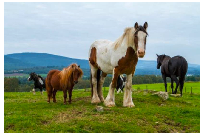 Horses in a field.