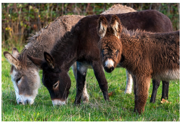 Donkeys grazing in a field.