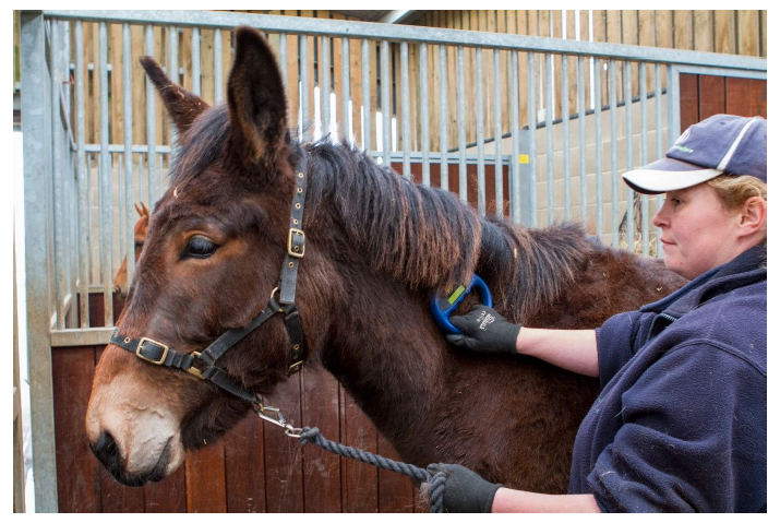 A mule in a stable being held and scanned to check for a microchip.