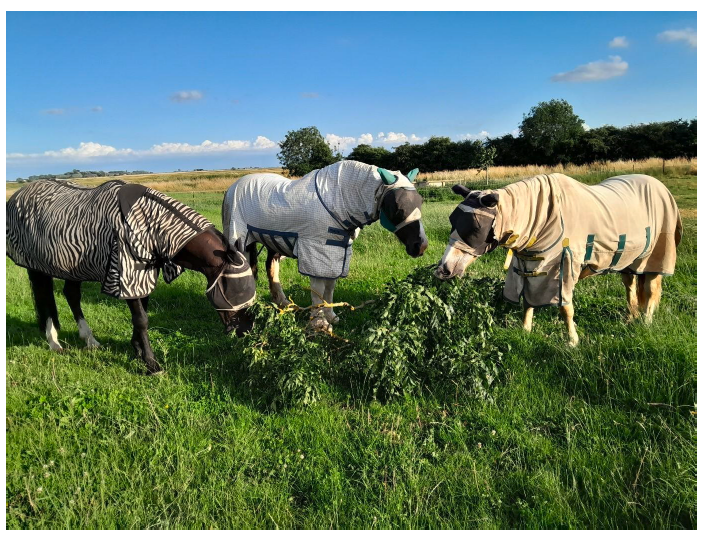 A group of horses grazing in a field with additional foraging opportunities, in the form of a tree branch with leaves on.