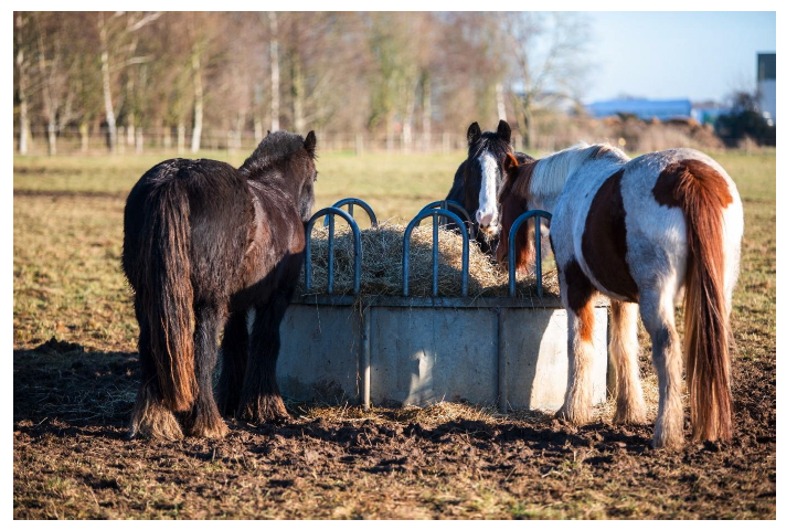A group of horses in a field eating hay from a hay feeder. 