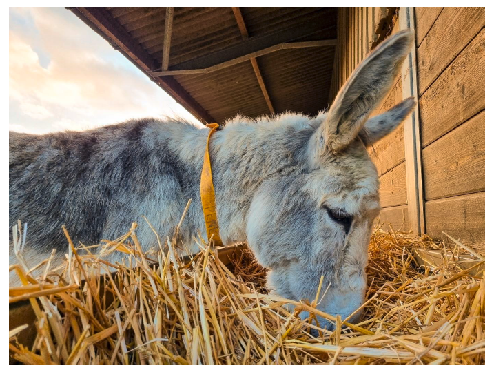 A donkey eating straw.