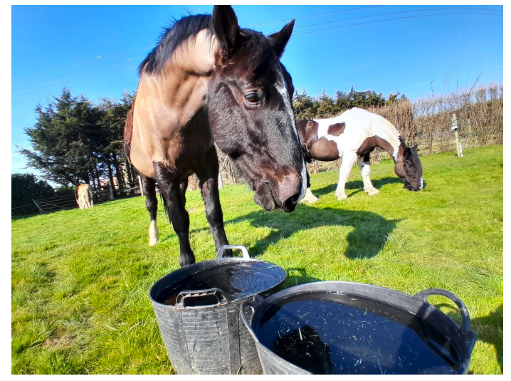 A group of horses in a field, with one drinking water from a bucket. 