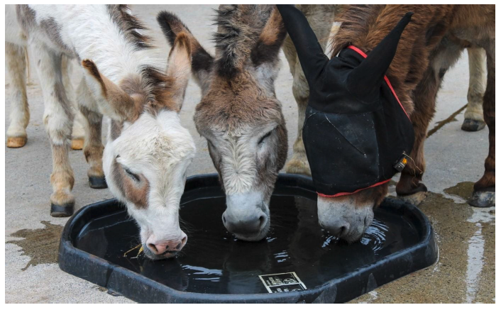 A group of donkeys drinking from a large water container. 