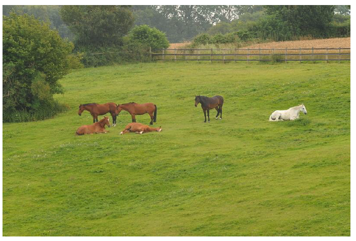 A group of horses living out in a large grassy field. 