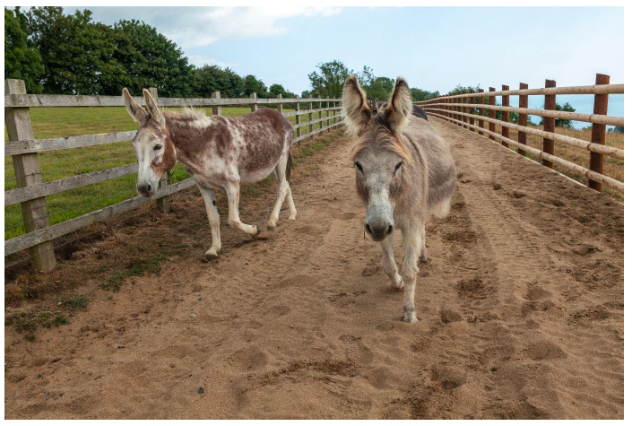Two donkeys walking on a sandy track, which is fenced in. 