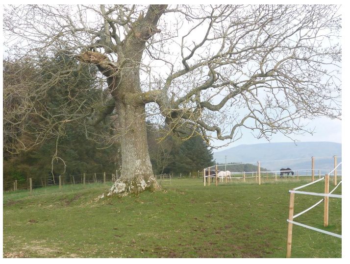 A grass track system with horses grazing. 