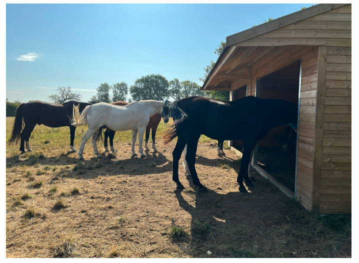 A group of horses using a shelter to seek shade. 