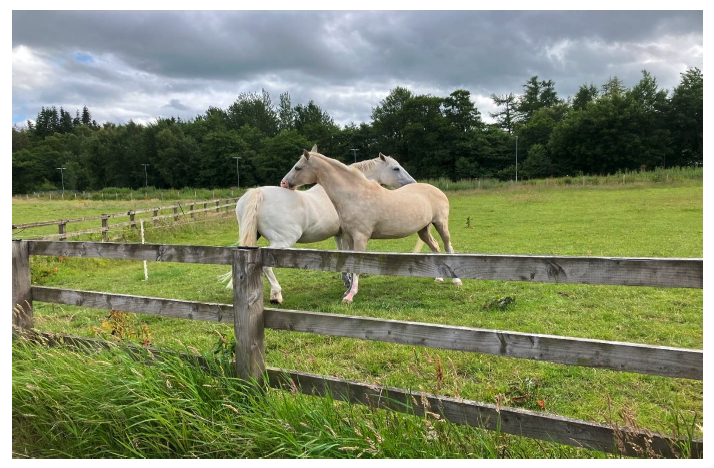 Two horses in a grassy field grooming each other. 