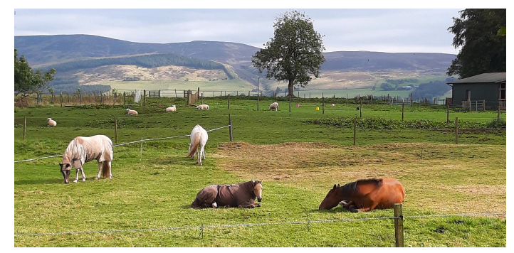 A group of horses in a grassy field with two lying down resting. 