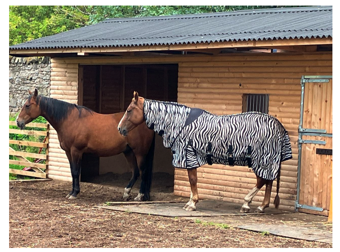 Two horses standing in front of a shelter, with one wearing a fly rug. 